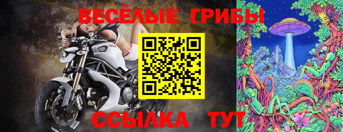 Псилоцибиновые грибы Psilocybe Североуральск